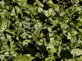 Brunnera macrophylla Jack Frost IMG_9423 Brunera wielkolistna